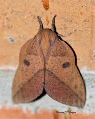 Adeloneivaia apicalis