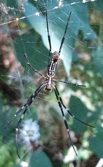 Trichonephila clavata