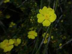 Hibbertia monogyna