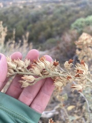 Malacothamnus marrubioides