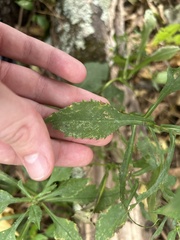 Symphyotrichum prenanthoides