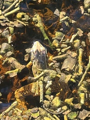 Lithobates sphenocephalus