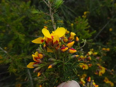 Dillwynia retorta