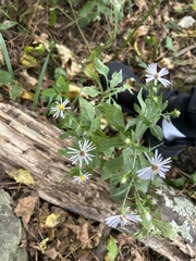Symphyotrichum prenanthoides