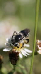 Callandrena