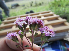 Stevia incognita