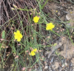 Crocanthemum scoparium