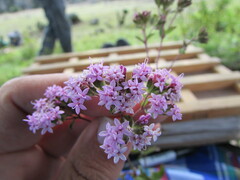 Stevia incognita