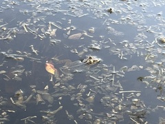 Lithobates sphenocephalus