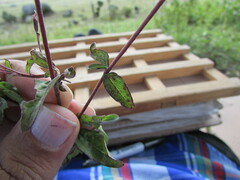 Stevia incognita