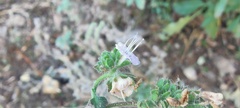Phacelia ramosissima