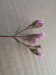 Stevia incognita