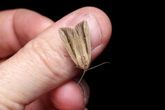 Leucania stenographa