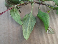 Stevia incognita