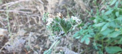 Phacelia ramosissima