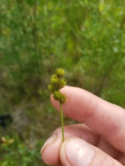 Carex bebbii