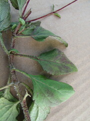 Stevia incognita