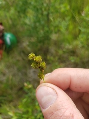 Carex bebbii
