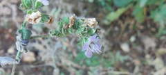 Phacelia ramosissima