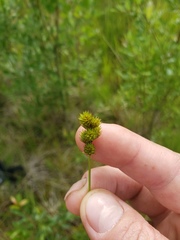 Carex bebbii