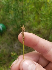 Carex siccata
