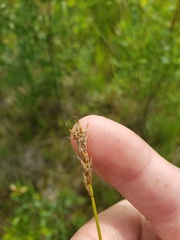 Carex siccata