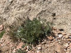 Artemisia borealis