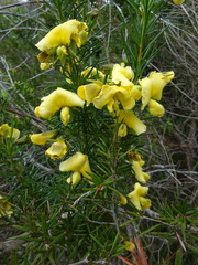 Gompholobium grandiflorum