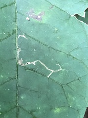 Phyllocnistis vitifoliella