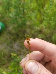 Carex siccata
