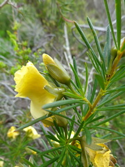 Gompholobium grandiflorum
