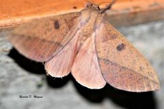 Adeloneivaia apicalis