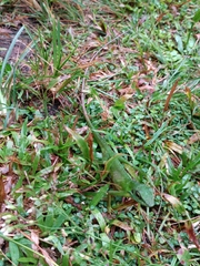 Bronchocela cristatella