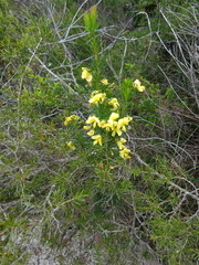 Gompholobium grandiflorum