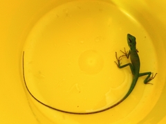 Bronchocela cristatella