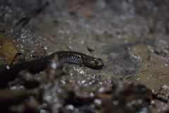 Desmognathus valtos
