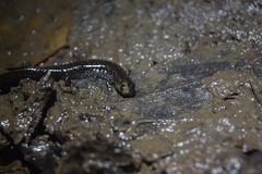 Desmognathus valtos
