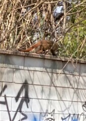Callicebus nigrifrons