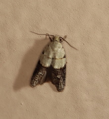 Tracholena sulfurosa