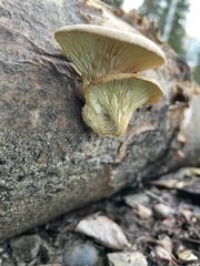 Pleurotus