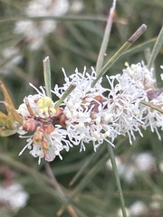 Hakea ulicina