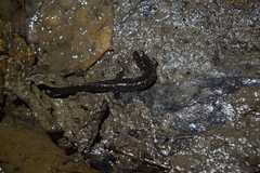 Desmognathus valtos