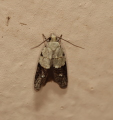 Tracholena sulfurosa