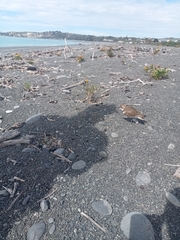 Charadrius bicinctus