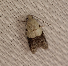 Tracholena sulfurosa