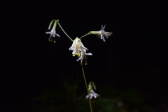 Nabalus trifoliolatus