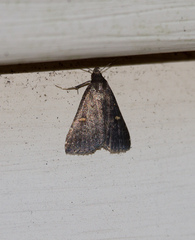 Tetanolita mynesalis