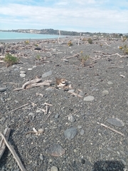 Charadrius bicinctus