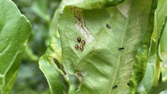 Acanthocoris sordidus