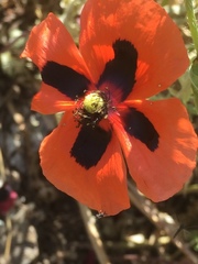 Papaver commutatum